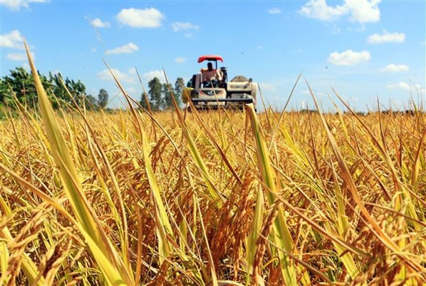 En Vinh Long. (Fotografía: VNA) 