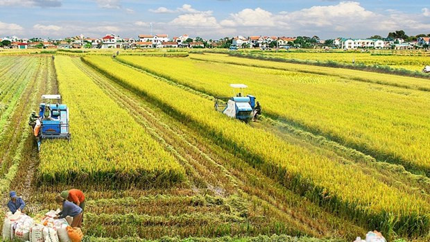 En el campo. (Fotografía: VNA)