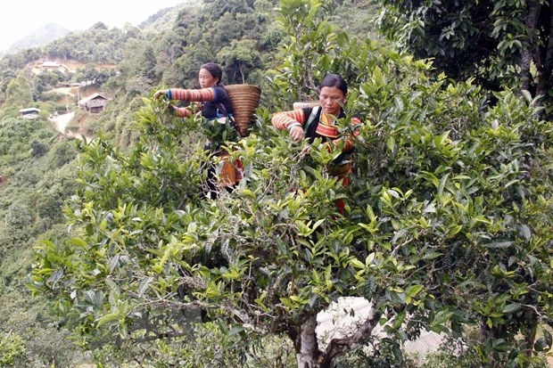Árboles de té en Son La, Vietnam. (Fotografía: VNA)