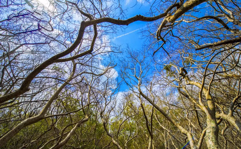 El raro bosque primario de manglares del sistema de albuferas de Tam Giang-Cau Hai, extendido sobre unas cinco hectáreas, tiene la función de prevenir la salinización y proteger los recursos acuáticos y en tierra firme.