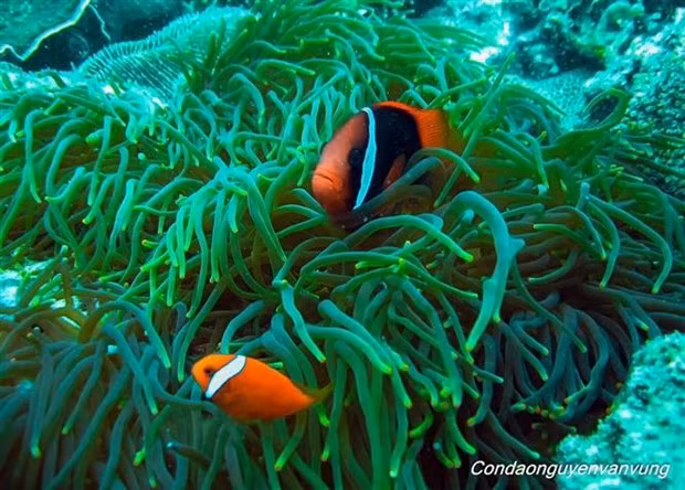 Arrecife de coral en el Parque Nacional de Con Dao. (Fotografía: VNA)
