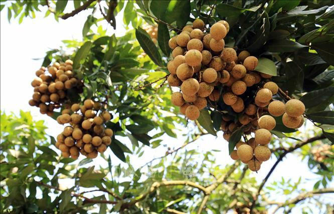 Exportaciones de productos agroforestales y acuícolas de Vietnam crecieron 13 por ciento