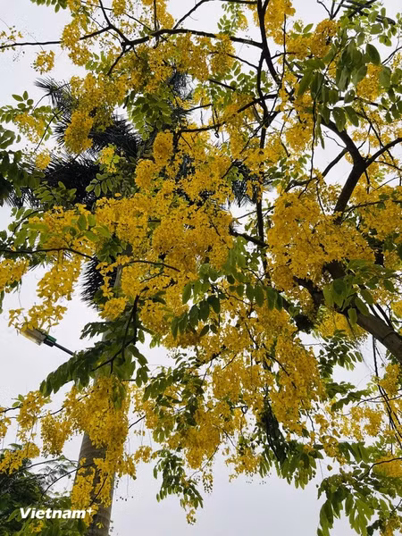 La temporada de flores amarillas de Osaka dura de mayo a julio.
