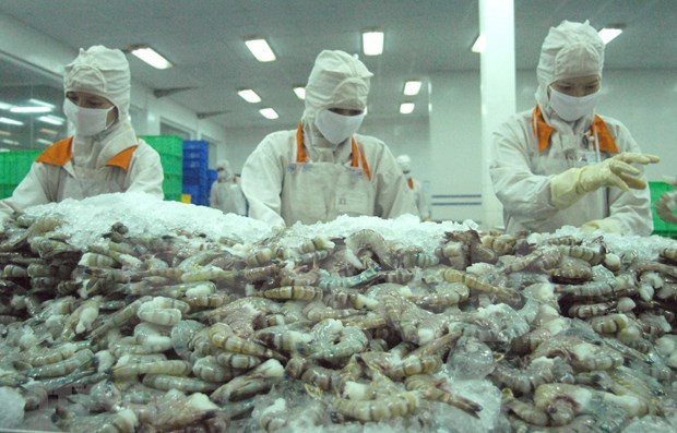 Camarones vietnamitas para la exportación. (Fotografía: VNA)