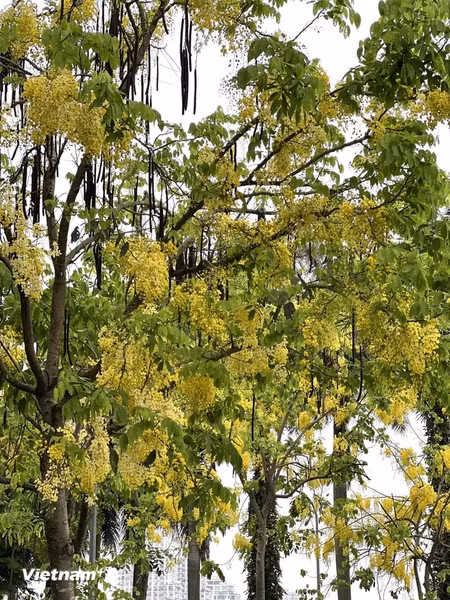 La flor tiene varios nombres, incluidos caña fístula, casia purgante u hojasén o flor amarilla de Osaka.