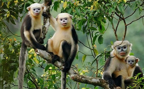Los langures de nariz chata en Vietnam. (Fotografía: VNA)