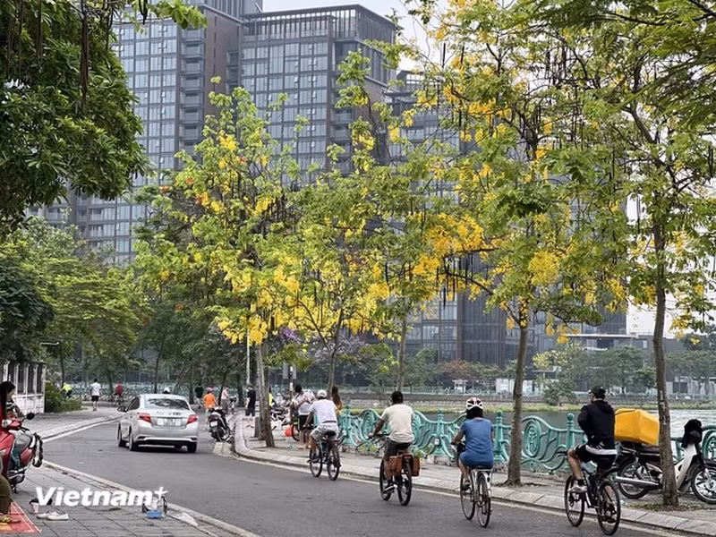 Las personas que andan en bicicleta y pasean por el lago pueden contemplar la belleza de las flores de esa especie.