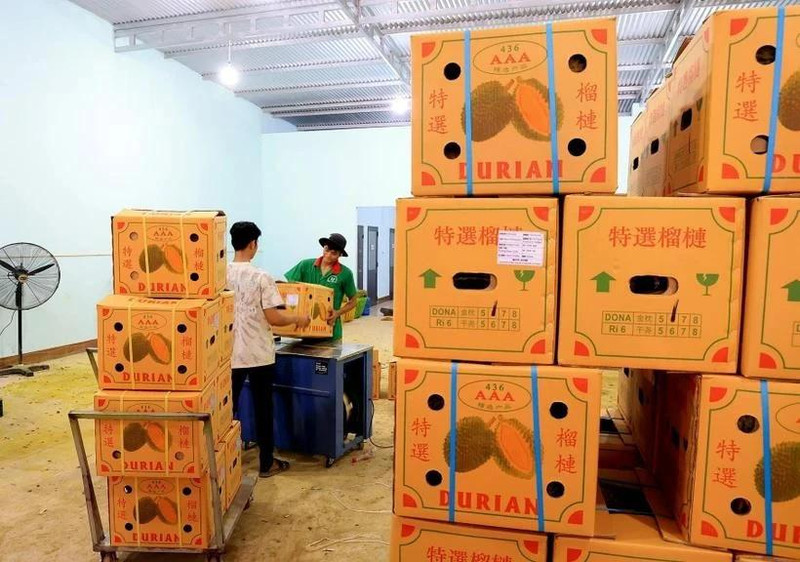 Cajas de durián vietnamitas para enviar a China. (Fotografía: VNA)