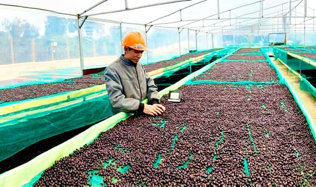 Café vietnamita para la exportación. (Fotografía: VNA)