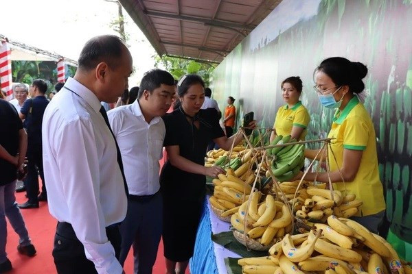 El plátano es uno de los productos frutícolas con gran potencial de exportación a Japón. (Fotografía: Nhan Dan)