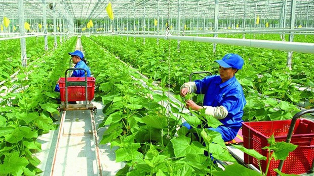 De las 12 áreas verdes que el BEV orienta a las instituciones de crédito para ofrecer efectivos, la deuda se ha centrado en el sector de agricultura verde con un 32 por ciento. (Fotografía: nongnghiep.vn)