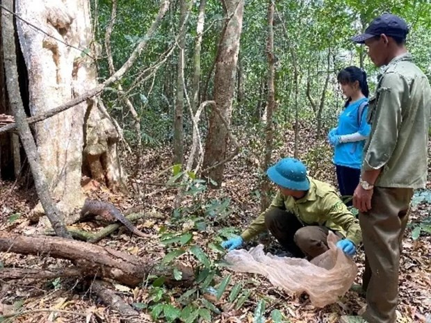 Libren al hábitat natural macaco de cola de cerdo. (Fotografía: VNA)