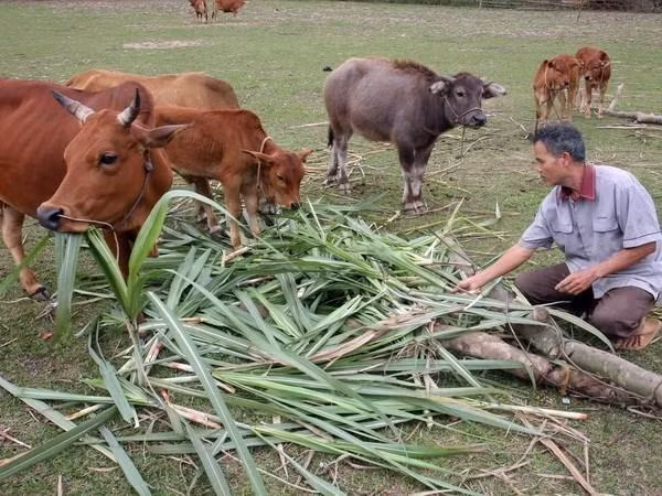 Ayuda de ONGs extranjeras contribuye a reducir la pobreza en Vietnam.(Fotografía: VNA)