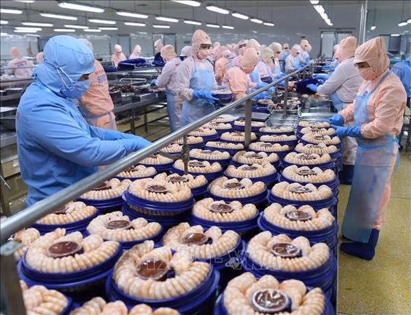 Procesamiento de camarón para exportación en la empresa de Minh Phu. (Fotografía: VNA)