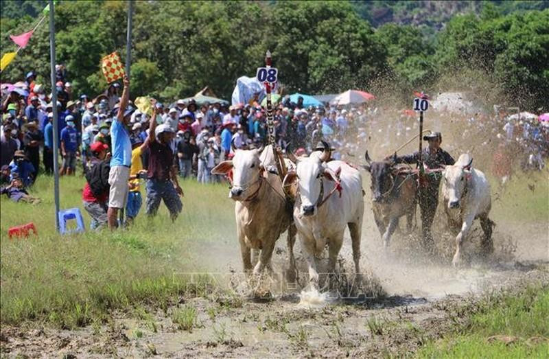 Los bóvidos esprintan hacia la línea de meta. (Fotografía: VNA)