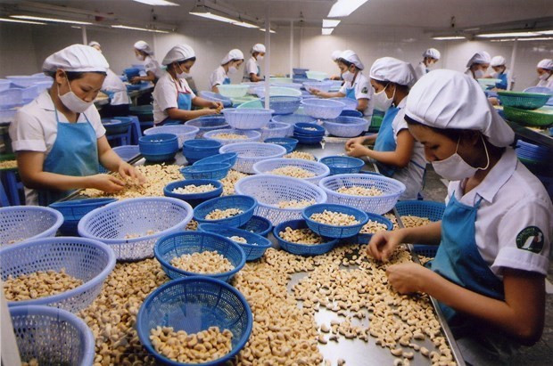 Procesamiento de anacardos para la exportación. (Fotografía: VNA)