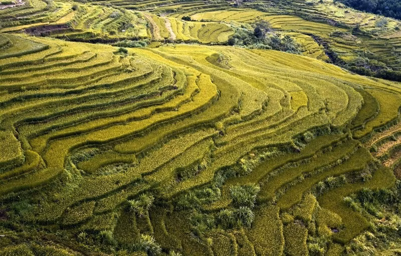 Los campos en terrazas en las laderas de la colina.