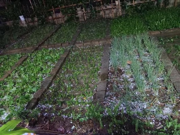 Fuertes aguaceros y granizo azotan Lao Cai. (Fotografía: VNA)
