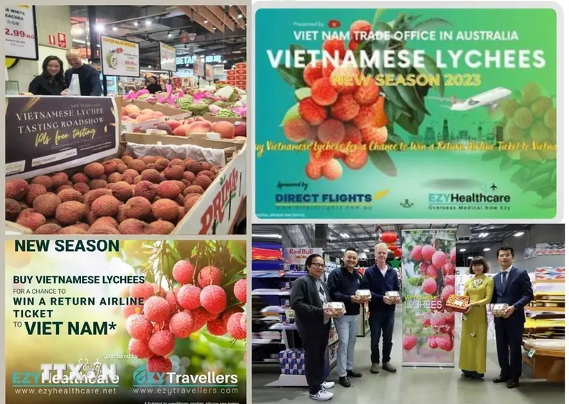 La Oficina Comercial de Vietnam en Australia ha llevado a cabo una serie de actividades de promoción del lichi en el país de Oceanía en los últimos tiempos. (Fotografía: VNA)