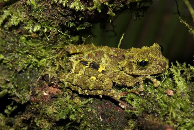 La rara Theloderma khoii. (Fotografía: baotainguyenmoitruong.vn)