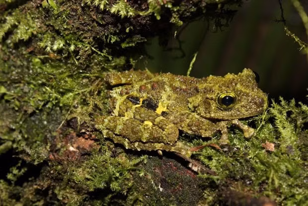La rara Theloderma khoii. (Fotografía: baotainguyenmoitruong.vn)