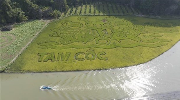 Pintura de arroz en la provincia de Ninh Binh impresiona a los visitantes. (Fotografía: VNA)
