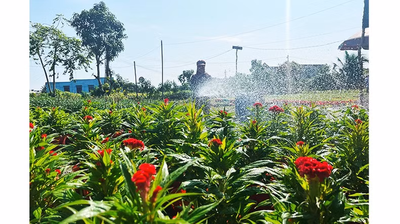 Cuidando flores de la especie Celosia.