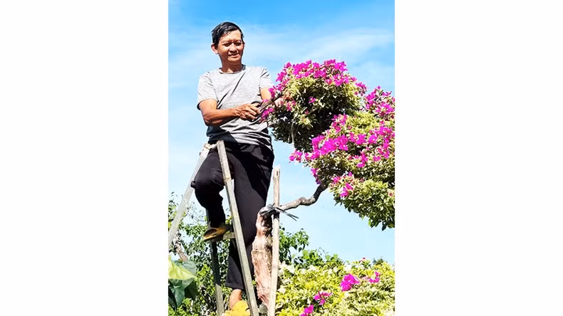 Un aldeano poda ramas de buganvilla para vender.