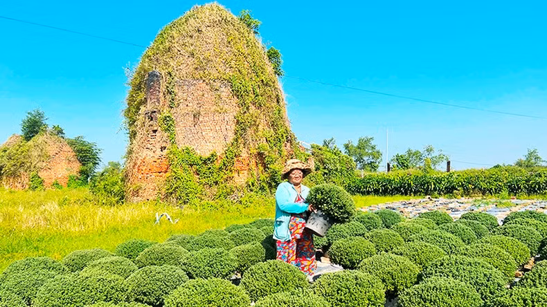 La local Tran Thi Thu Huong, quien ha cultivado mil 700 tiestos del crisantemo Chrysanthemum morifolium.