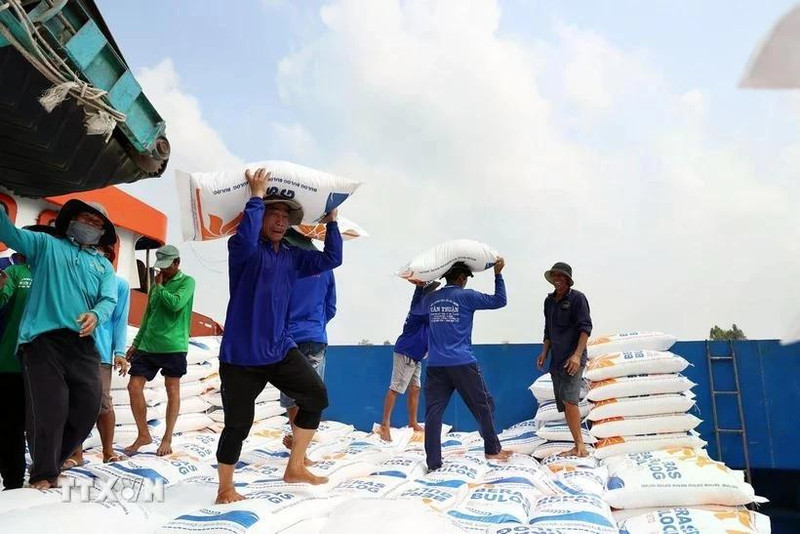 Carga y descarga de arroz para exportación. (Fotografía: VNA)
