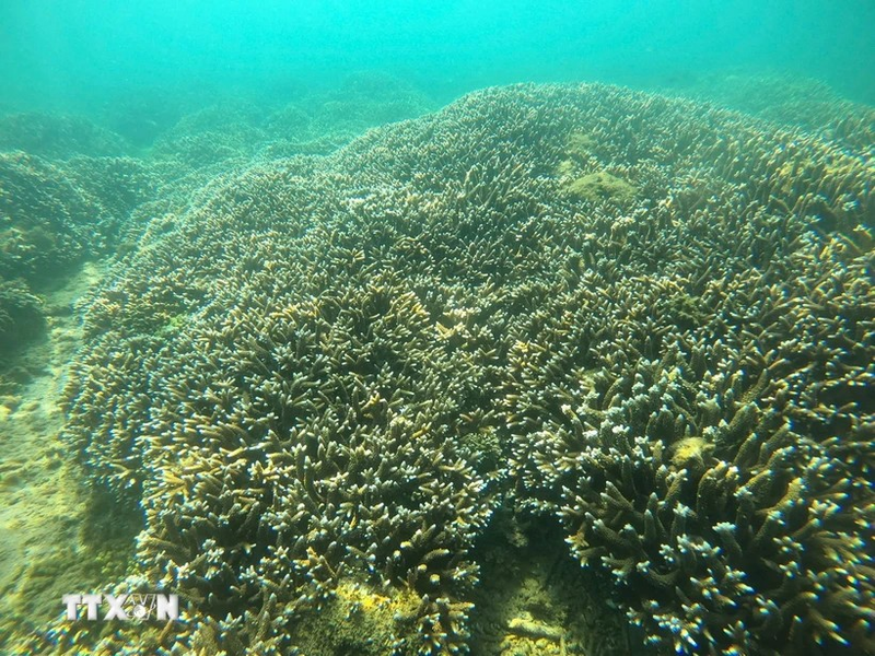 La situación del desarrollo de los corales en la Bahía de Nha Trang tiene muchos signos positivos (Fuente: VNA)