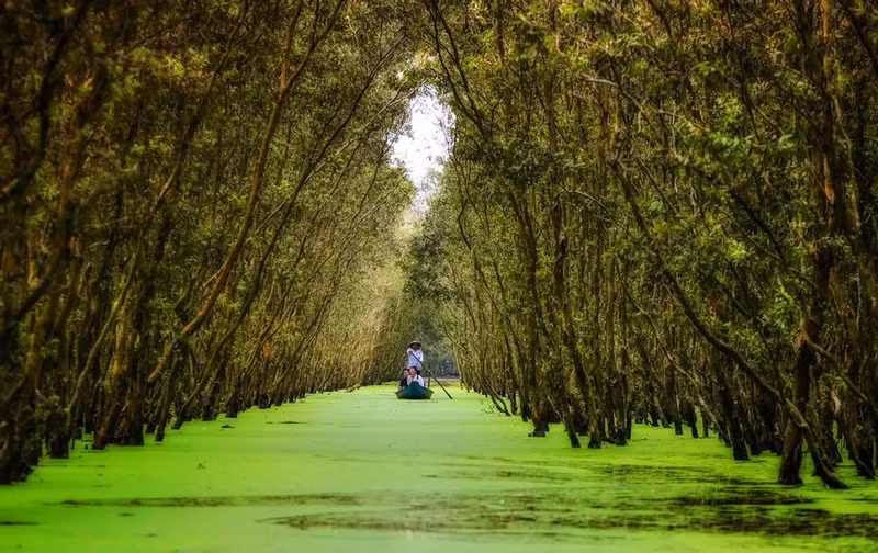 El bosque de cajeput de Tra Su.