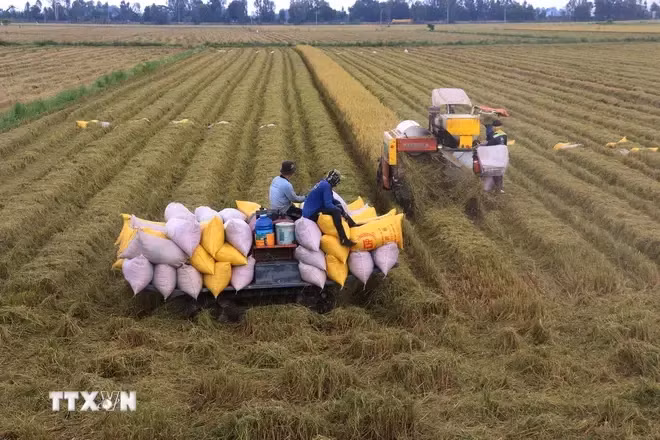 Foto de ilustración. (Fuente: VNA)