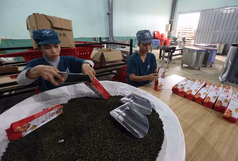 Envasado de productos de té oolong en la fábrica de Gia Dat Viet (comuna de Loc Quang, distrito de Bao Loc). Foto: Vu Sinh – VNA