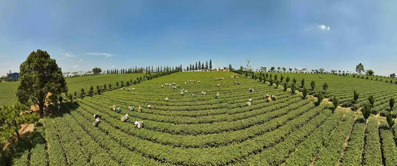 La empresa Gia Dat Viet (comuna de Loc Quang, distrito de Bao Loc) tiene 350 hectáreas de producción de té orgánico. Foto: Vu Sinh – VNA