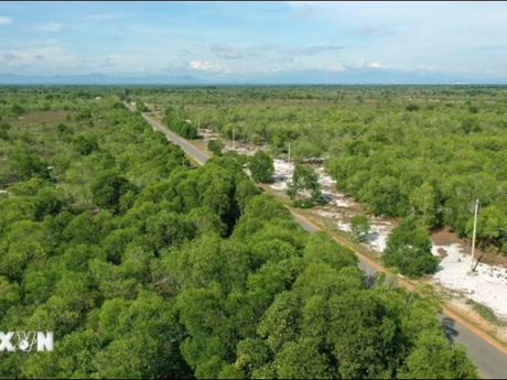Bosques plantados sobre arena en comunas costeras del distrito de Trieu Phong, provincia de Quang Tri. (Foto: VNA)