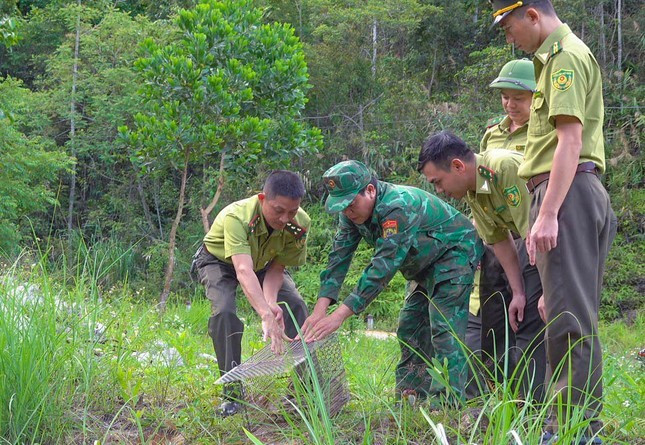 Liberan a su hábitat natural pitón reticulada. (Fuente:tienphong.vn)