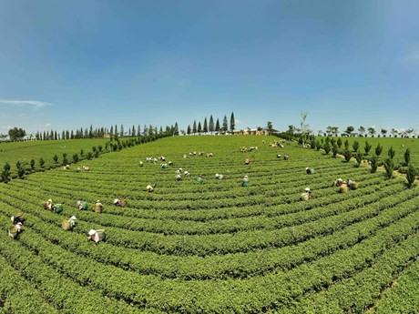 Lam Dong proyecta mejorar eficiencia e impulsar desarrollo sostenible de industria del té