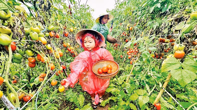Turistas se ejercitan en la cosecha de tomates en la granja de Giang Bien. (Foto: Linh Tam)