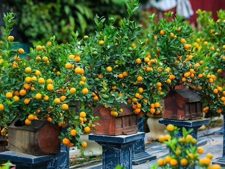 ¿Por qué los vietnamitas suelen decorar su casa con melocotones, albaricoques y kumquats durante el Tet?