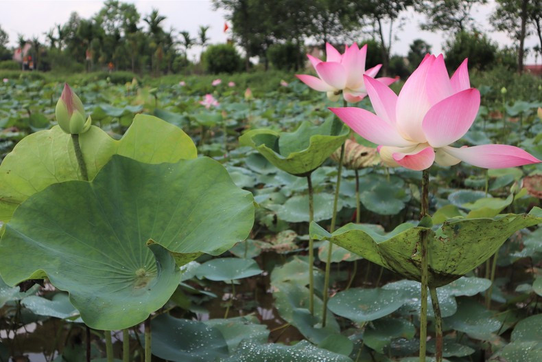 Flores de loto esparcen su fragancia en la tierra natal del tío Ho