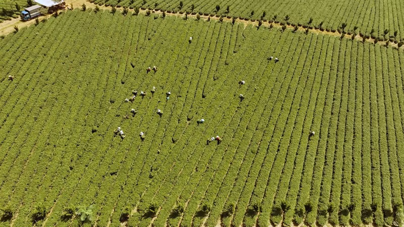 Hasta la fecha, la provincia de Lam Dong tiene más de 310 hectáreas de té certificado VietGAP que se cultivan en el distrito de Bao Lam y en la ciudad de Bao Loc. Foto: Vu Sinh – VNA
