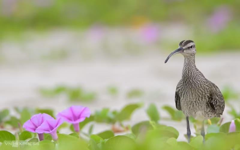 En Da Nang, durante la temporada de migración de aves, especies como los zarapito trinador con el nombre científico Numenius phaeopus cazan y se alimentan de las aguas en la península de Son Tra, lo que capta la atención especial de numerosos fotógrafos. (Fuente: vnexpress.net)
