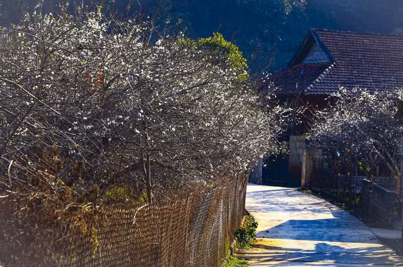 Las calles están bordeadas por flores de ciruelo. (Foto: VNA)