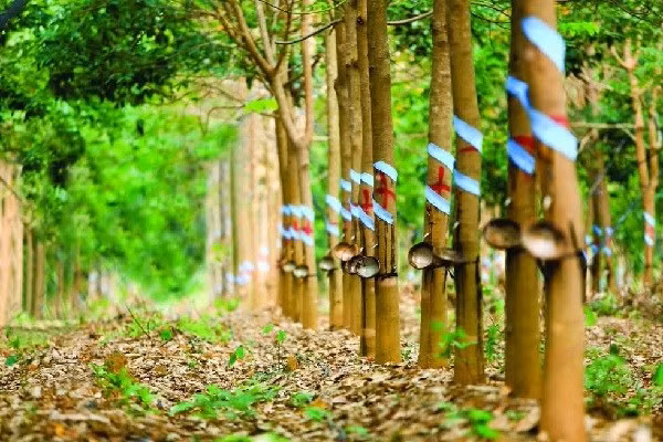 Foto de ilustración (Fuente: vneconomy.vn) Foto de ilustración (Fuente: vneconomy.vn)