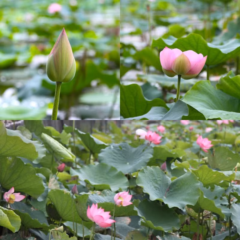 La temporada de floración del loto coincide con el aniversario del nacimiento del Presidente Ho Chi Minh.