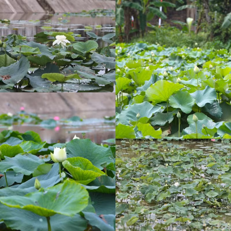 El camino a la zona de reliquias Kim Lien, en la aldea Sen, está cubierto por el color rosado de las flores de loto.
