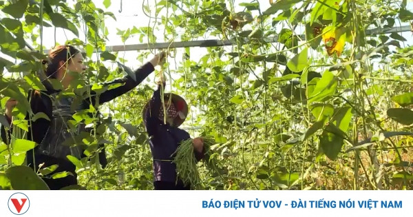 Agricultores de Bao Thang cosechan judías.