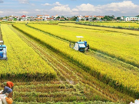 Establecen grupo de trabajo de asociación público-privada en industria arrocera de Vietnam