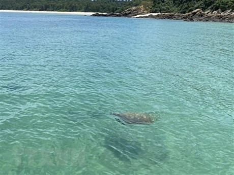 La tortuga pesa unos 20 kilogramos y salió a la superficie del mar tres veces. (Foto: VNA)